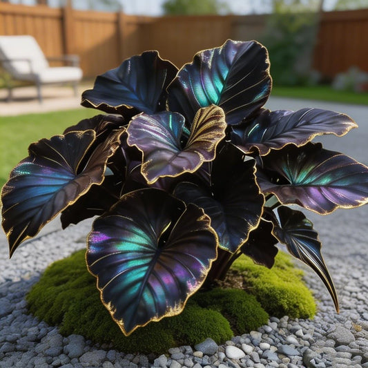 mfjhjhgf Giant Elephant Ear - Rare Colorful Tropical Foliage | Heat & Humidity Tolerant, Low Maintenance Outdoor Decor for Garden & Patio (6Bulbs)