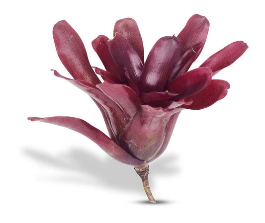 Neoregelia Fireball House Plant, 4" Pot