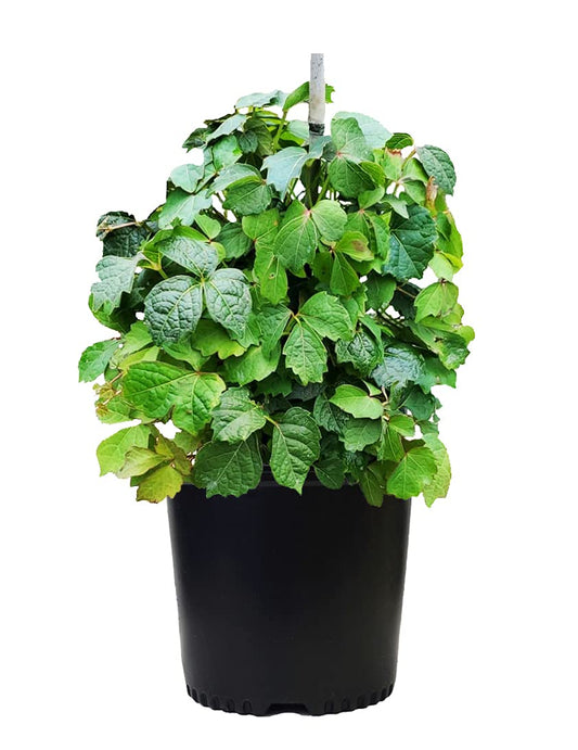 Parthenocissus Tricuspidata (Boston Ivy) Shrub, #3 - Size Container