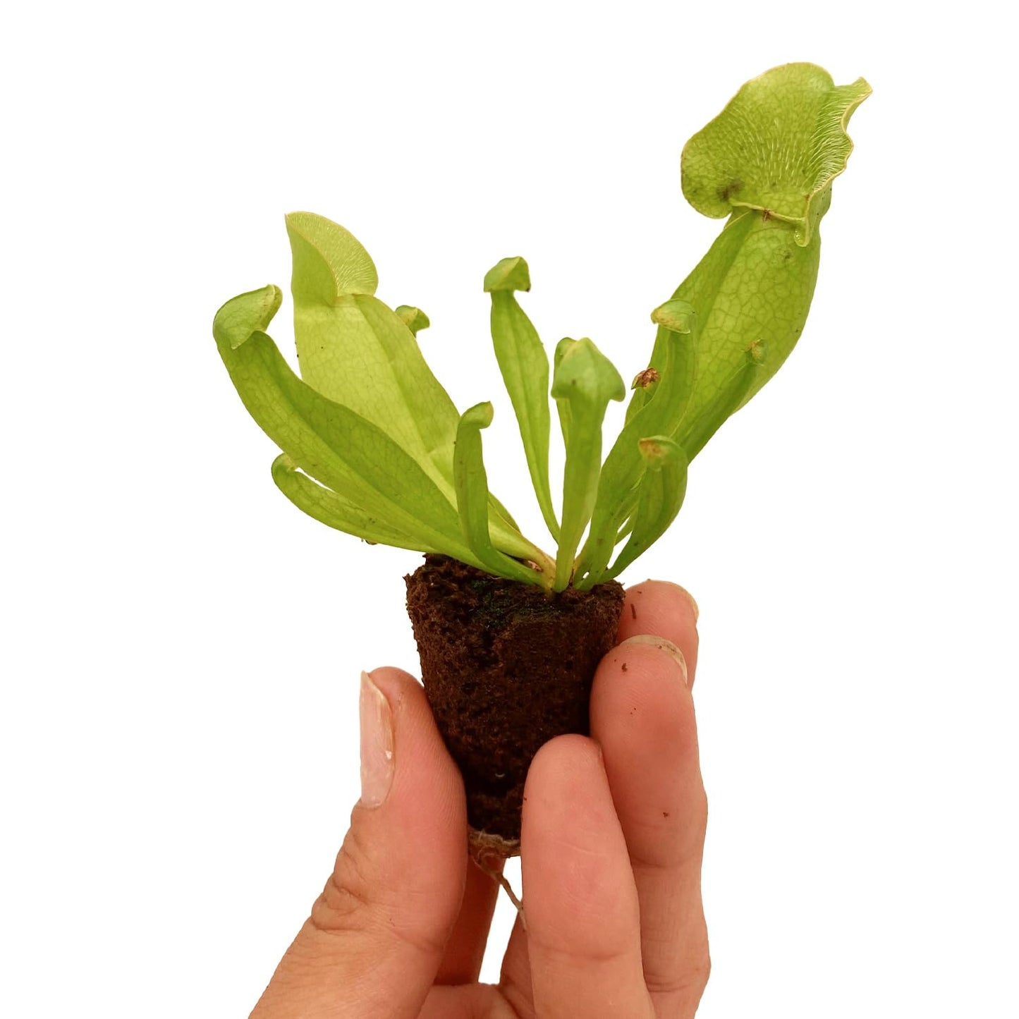ragnaroc Sarracenia Purpurea SSP. Venosa 2-4" (Purple Pitcher Plant) 2ct – Live Plant for Indoor Outdoor Use, Carnivorous Plants – Live Arrival Guaranteed