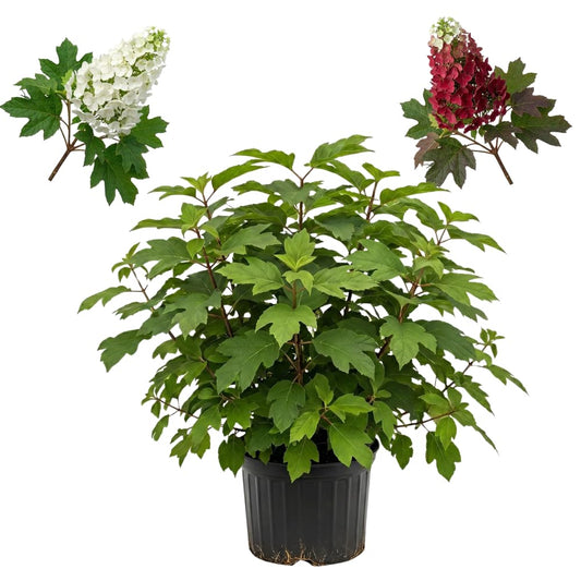 Ruby Slipper Oak Leaf Hydrangea Live Plant Shrub, 6-10" Tall in a Quart Pot, Easy Care Hydrangea Bushes Ready to Plant, White to Pink Changing Blooms for Garden Décor & Outdoor Spaces