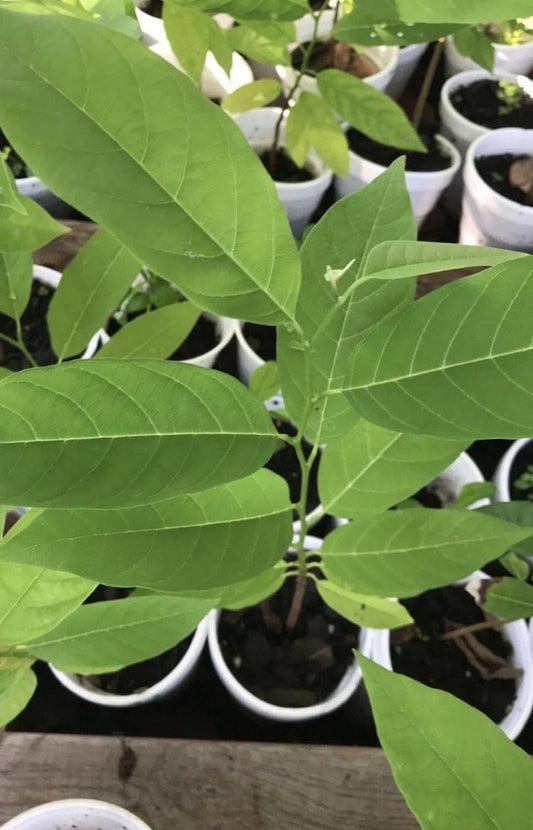 Sugar Apple Na Dai Live Plant Seedling – 5”–8” – 1 Seedling