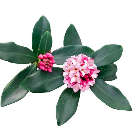Daphne Pink Shrub – Fragrant Evergreen with Clusters of Pink Blooms, Compact Flowering Plant for Borders & Containers (3 Gallon/Potted/Single Plant)