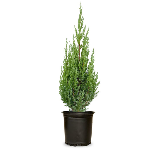 Plants by Mail Blue Point Juniper (Tree, Bush, Evergreen, Fragrant), 2.5 Quart