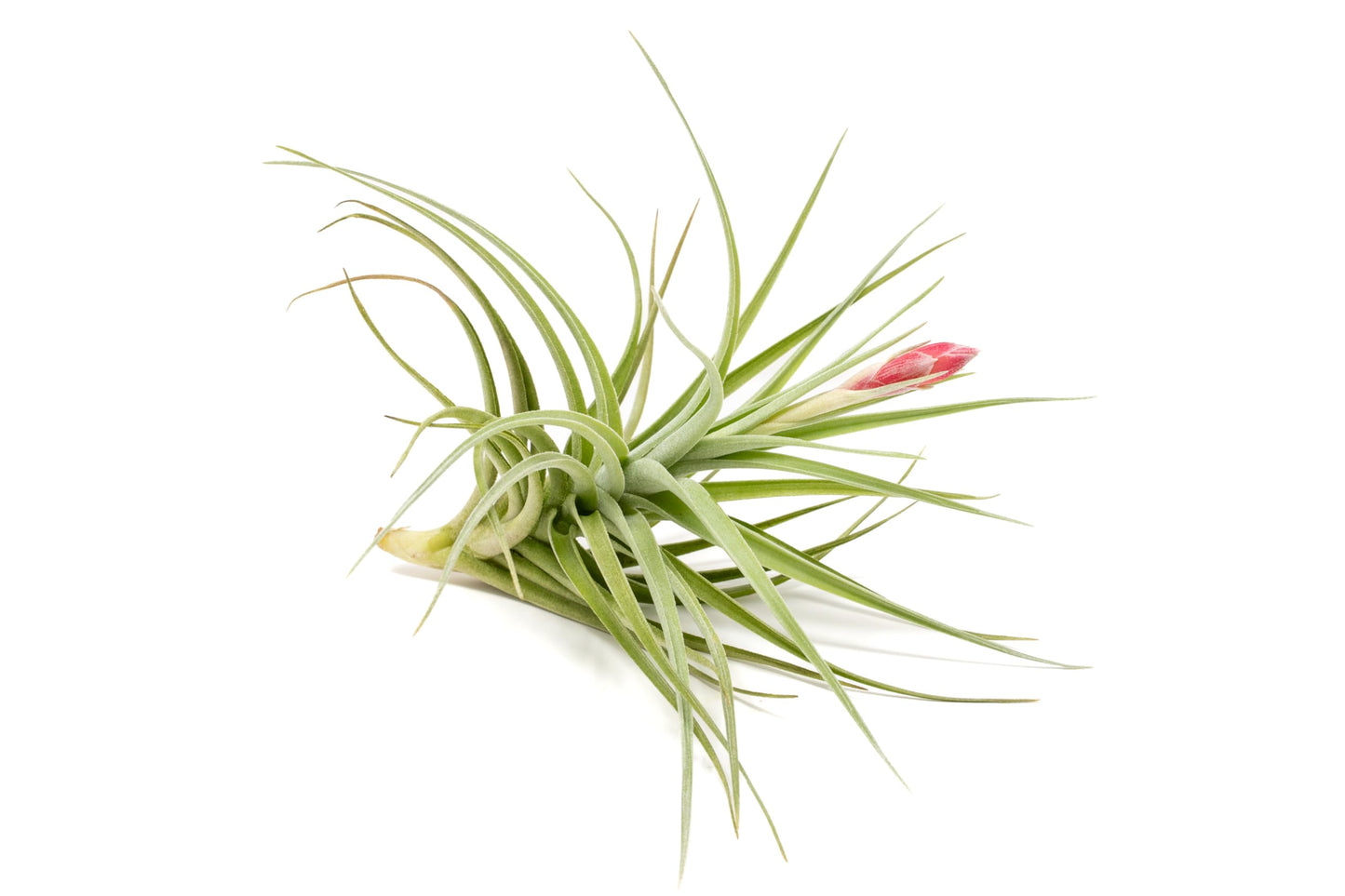 Tillandsia Leonamiana Air Plant - Wholesale and Bulk - Succulents - Live Tillandsia - Easy Care Indoor and Outdoor House Plants (Single)