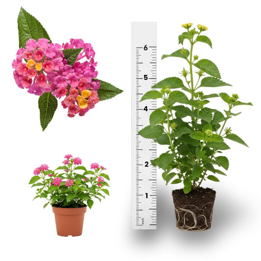 Pink Lantana Plants Live | 4 to 6 Inch Tall Starter Plant, Colorful Decorative Garden Plant for Outdoor or Container Growing