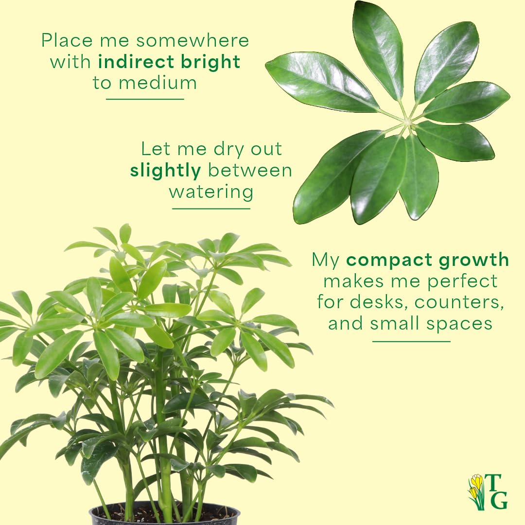 Thorsen's Greenhouse Live Arboricola Umbrella Tree Plant, Schefflera Arboricola, Natural Air Purifier, Easy to Grow, Live Indoor Houseplant, 4-inch Diameter (3 Pack Nursery Pots)