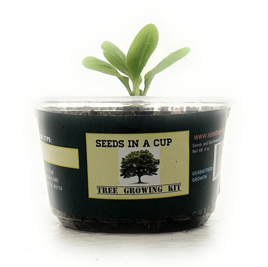 Seeds In A Cup: Tree Grow Kit | Easy to use | Educational | Memorial Gift | Plant It for The Planet | Grow Your Own Tree |Wide Selection to Choose from (Orange)