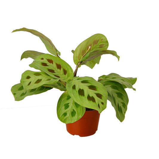 Maranta Leuconeura | Live Plant for Indoor & Outdoor | for Living Room, Office, Bathroom | (4" Pot)