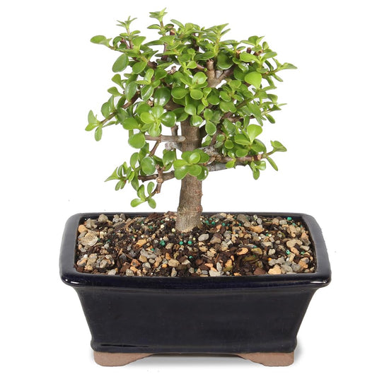 Brussel's Bonsai - Live Dwarf Jade Bonsai Tree in a Grower Bonsai Pot, Indoor Succulent Houseplant, 4 Years Old, 8-12 Inches Tall, Easy Care Plant for Home or Office (Medium, Green)