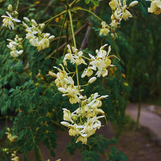 Moringa Tree Plant, 5 to 7 Inc, Live Moringa Plant for Garden, 4 Inc Pot, Growing Outdoor