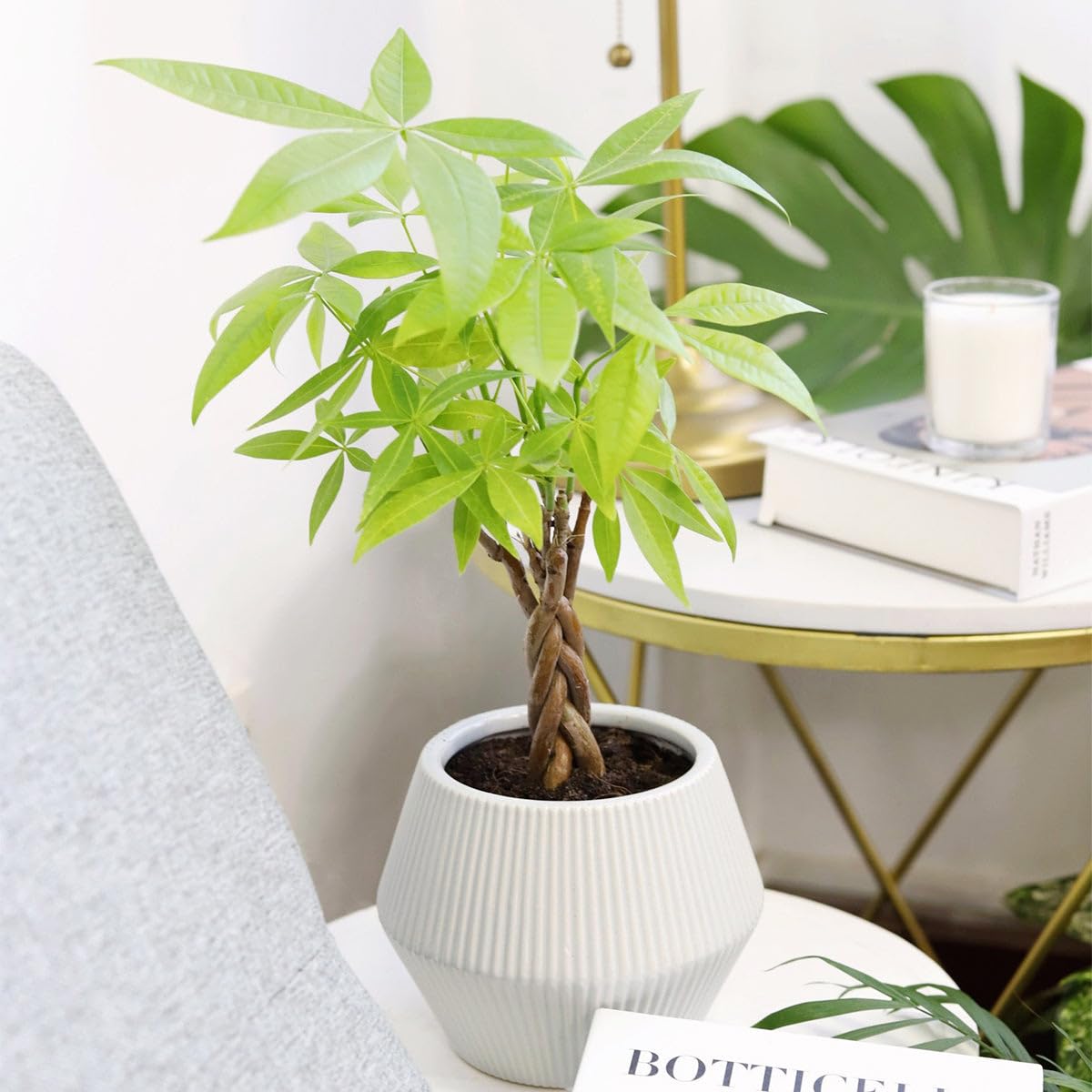 Braided Pachira Stump Money Tree (4 inch) - Lucky Houseplants - 4/6 inch Unique Live Decorative Houseplants - Easy to Care Indoor Plants, Perfect for Office, Home & Feng Shui Decor