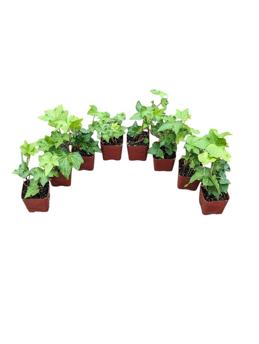 English Ivy Plants, 2 Inch Pots, Set of 8, Live Indoor House Plants