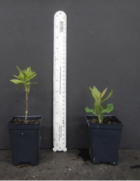 Live Plant - Golden Lights Deciduous Azalea Rhododendron Well Rooted “Small “Starter Plant