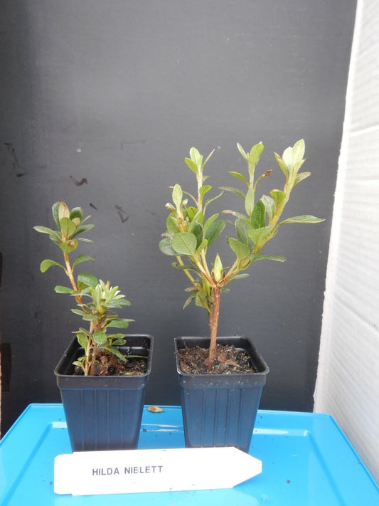 Live Plant - Hilda NIBLETT Azalea Rhododendron Deciduous Starter Plant Multi Colors at Once