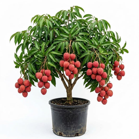 Sweet Lychee Tree Live Plant, Tropical Litchi Fruit Tree, 3-4 Ft Tall for Outdoor Garden, No Shipping to CA