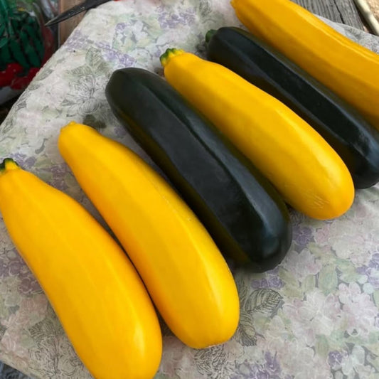 Set 2 Zucchini Plants Live for Planting, Squash Plants Pot 4 Inc, Yellow Vegetable Plants Live Indoor Outdoor
