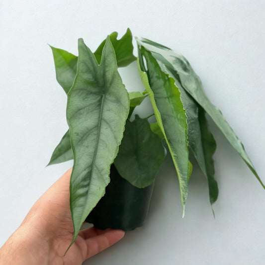 Alocasia Dragons Breathe Live Plant – Rare Dragon Breathe Alocasia Corm Rooted – Exotic Tropical Elephant Ear House Plants – Easy Care Indoor Outdoor Starter Plant – Unique Decor