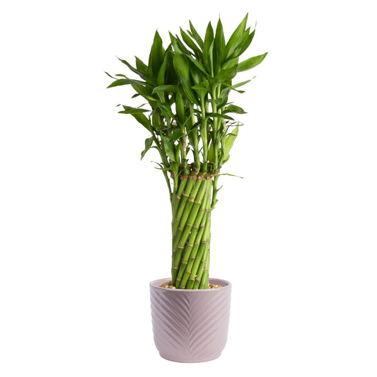 Costa Farms Lucky Bamboo Live Plant in Decorative Pot, Easy to Maintain Indoor Houseplant, Perfect for Home, Room, or Office Decor, Great House Warming or Birthday Gift, 12-15 Inches Tall