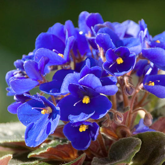 African Violet Live Plant Houseplant in 4" Pot, Blooming Indoor Plant for Home or Office with Vibrant Flowers (Blue African Violet)