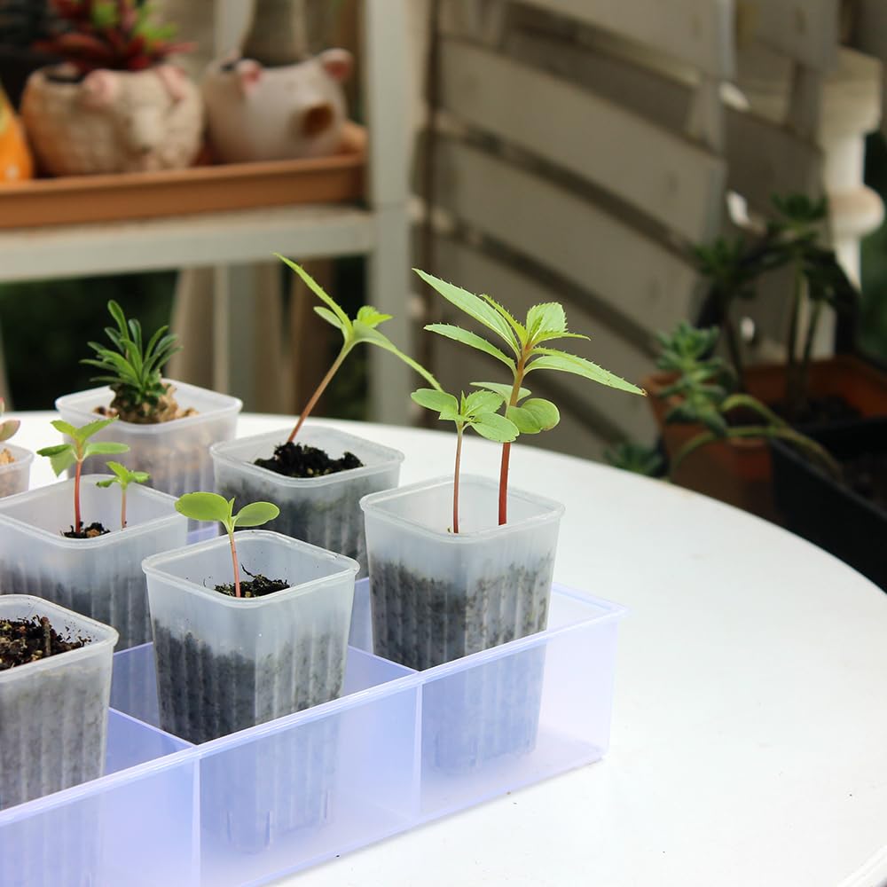BangQiao 60 Pack 1.95 Inch Tiny Clear Plastic Square Nursery and Seedling Pot, Mini Deep Transplant Seed Starter Planter with Drain Hole for Germination, Herb, Succulent