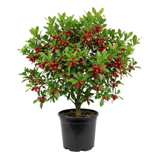 Miracle Fruit Tree 1-2ft Tall, Miracle Fruit Tree Plant Live for Planting in Garden, in 1 Gallon Pot, No Ship to CA