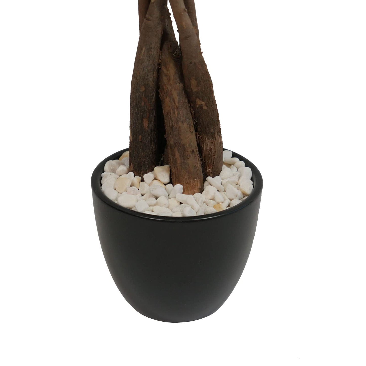 Athena's Garden Money Tree Plant Indoor Live Plant Pachira Money Tree with Ceramic Planter 18 Inches Tall, Black Pot - White Rocks, Medium