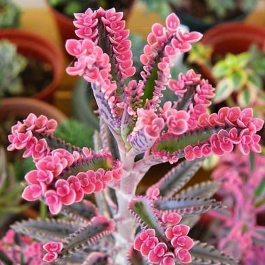 Pink Kalanchoe Plant Live in 2 Inch Pot, Butterfly Kalanchoe Succulent Mother of Thousands, Kalanchoe Live Plant