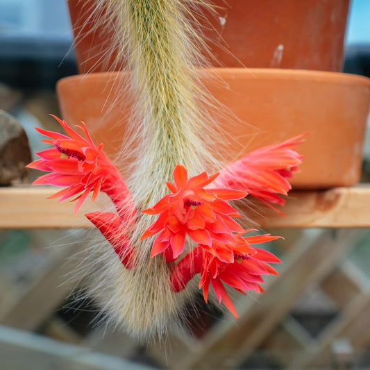 Monkey Tail Cactus Live Plant, Trailing Monkey Tail Cactus Plant, Houseplant Succulents in 2 Inch Pot for Indoor Outdoor Growing