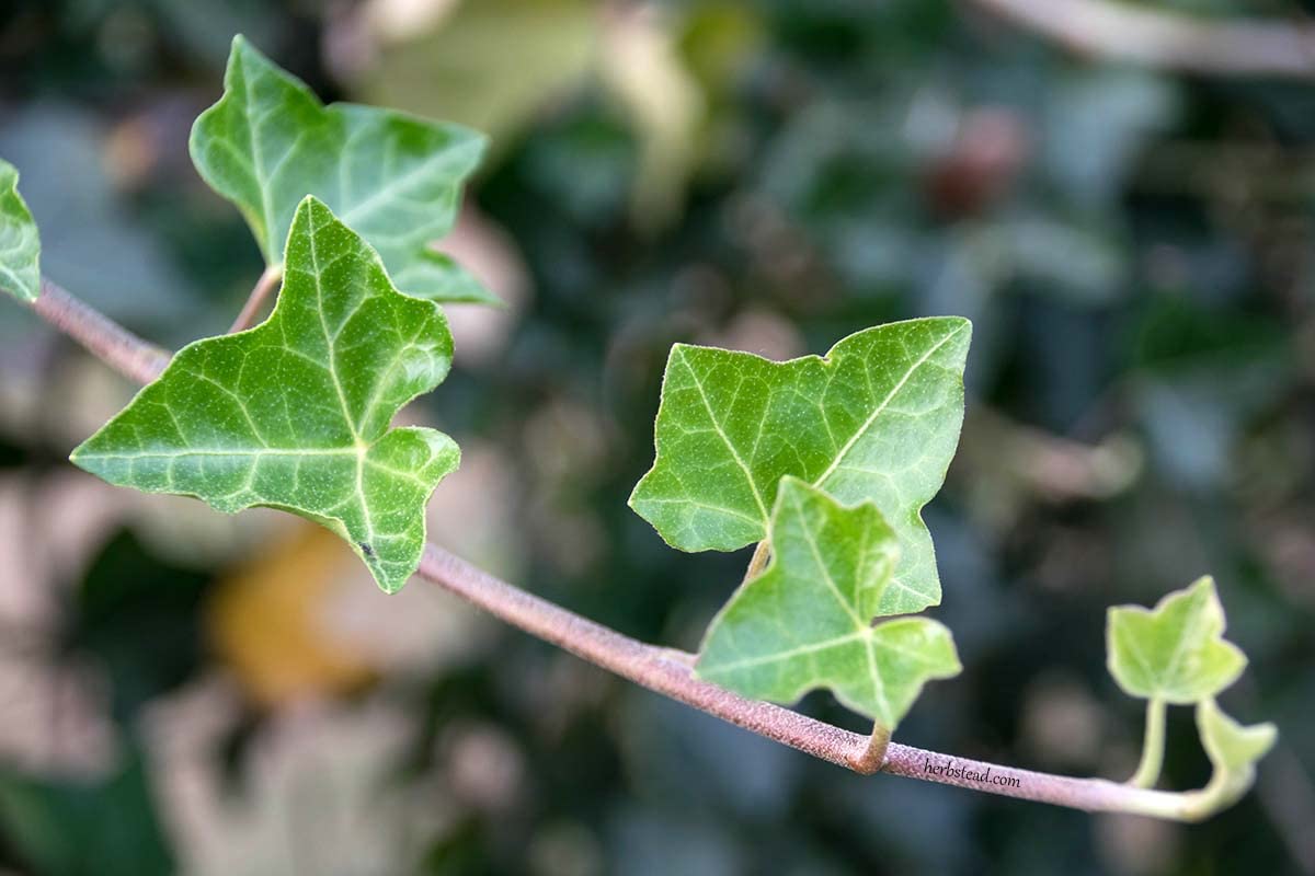 English Ivy Globe - 5 Live Plants in 4 Inch Pots - Hedera Helix - Florist Quality - Beautiful Easy Care Indoor Air Purifying Topiary Houseplant Vine