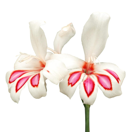 Easy to Grow Hardy Gladiolus Prins Claus 10 Bulbs - White & Pink Flowers Bloom in Spring to Summer Sun