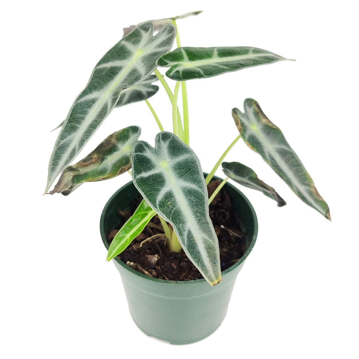 Alocasia Bambino (4'' Grower Pot) - Low Light and Healthy Houseplant - Easy to Care Indoor Houseplant