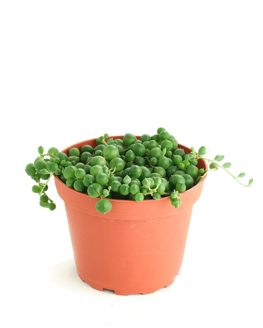 Shop Succulents String of Pearls Hanging Succulent, Senecio Rowleyanus, Fully Rooted Live 4" Succulent Plant, Low Maintenance Indoor Plant, Hardy Succulents, Trailing Succulents, Gift & Garden