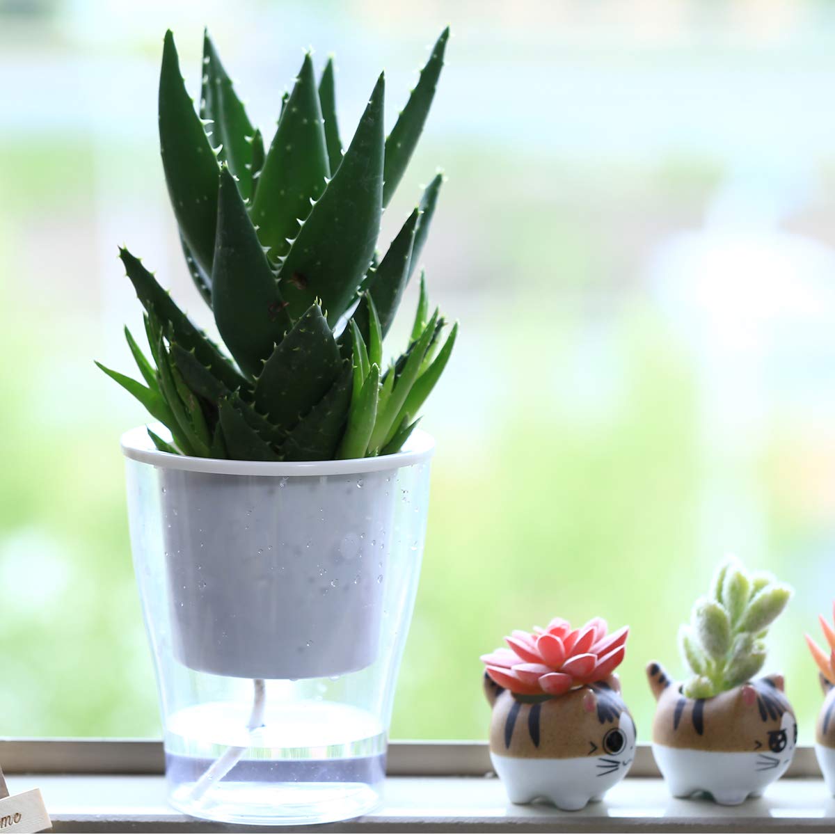 DEELF OUTLET 8-Pack 5.1 Inches Clear Self-Watering Planters Medium African Violet Pots Plastic Wick Flower Plant Pots for Indoor Plants, Spider Plant, Orchid Pot, Clear and White