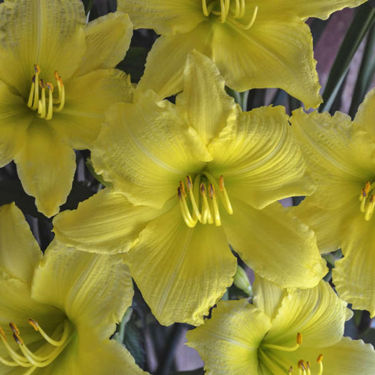 Votaniki Hemerocallis ‘Big Time Happy’ (Reblooming Daylily) Roots – Hardy Perennial & Fragrant Flowers for Summer Gardens | Long Blooming Daylily, Easy to Grow (3 Pack)