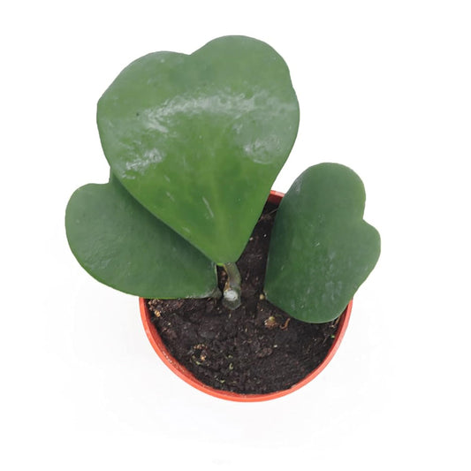 Hoya Kerrii (Non-Variegated 2+ Leaves) - 4" Pot from California Tropicals