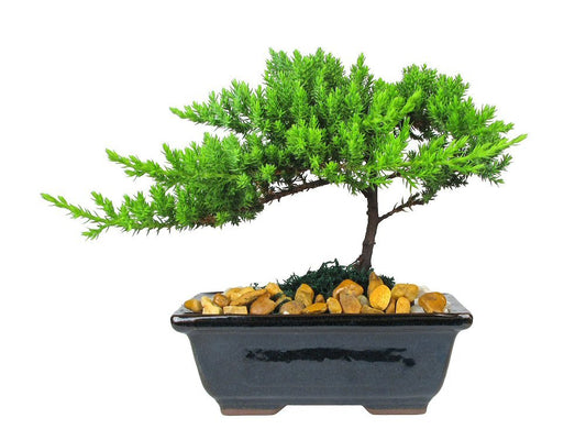 Eve's Garden Japanese Juniper Bonsai Tree, 6 Years Old Japanese Juniper, Planted in 6 Inch Ceramic Container, Outdoor Bonsai. !!! Cannot Ship to CA California & HI Hawaii !!!