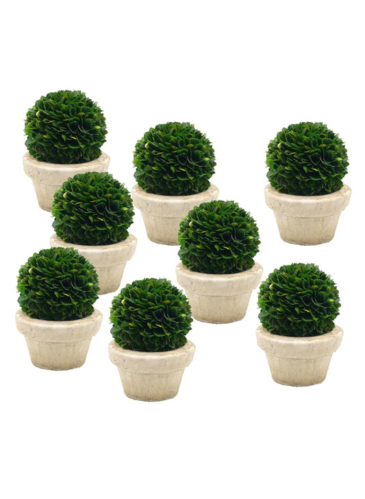 Serene Spaces Living Set of 12 Preserved Boxwood Ball with Small Pot – Boxwood in Planters, Preserved Plant for Boxwood Table Decor, Boxwood Centerpiece, Measures 5.5" Tall & 4" Diameter