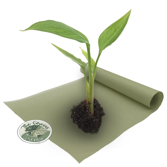 White Birds of Paradise “Strelitzia Nicolai” Starter Plant
