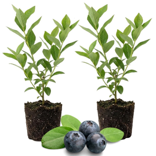 Set 2 Emerald Blueberry Bushes Live Plant, 4-6" Sweet Blueberry Plants, Perennial Fruit Blueberries Plants Live for Planting