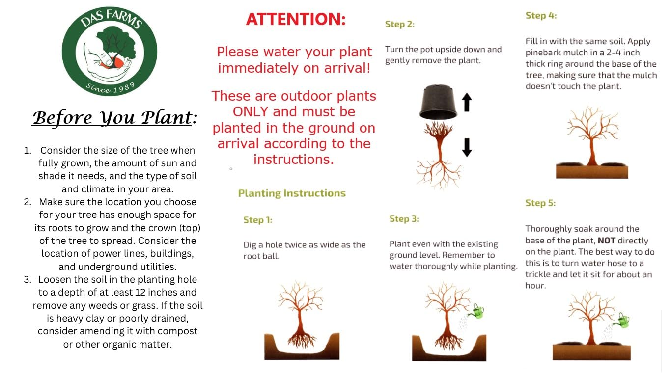 Hardy Pecan Tree - Produces Nuts - Live Plant Shipped 1 Foot Tall by DAS Farms