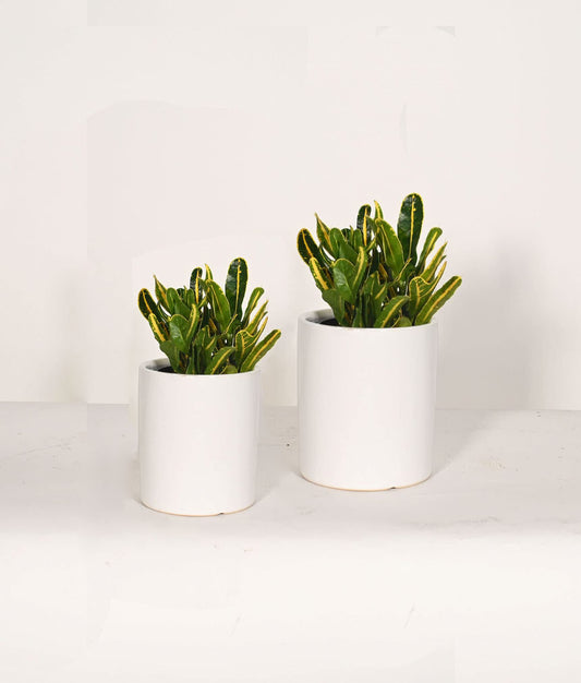 Saratoga Style Ceramic Planter Pots - Two Ceramic Plant Pots (6"& 5") - Indoor Planter Pots - Flower Pots- Plants not Included (6''White/5''White)