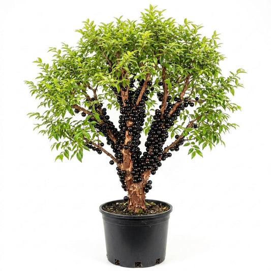 Jaboticaba Live Plant, Black Jabuticaba Tree Plant, Live Brazilian Grapetree 2-3 Feet in 3 Gallon Pot, No Shipping to CA