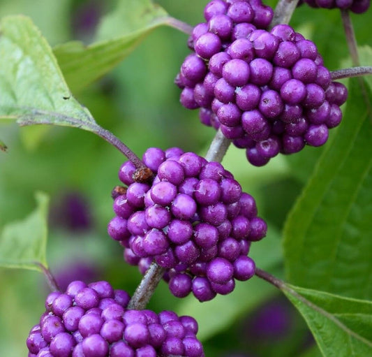 Live Plant - American Beauty Berry Bush/Shrub - 6-12" Tall Seedling - Live Plant - 4" Pot