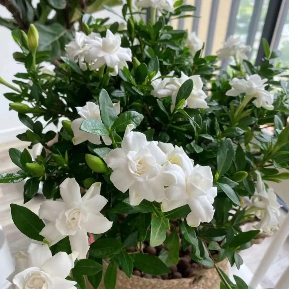 2 Jasmine Plants Live, Climbing Jasmine Flower Plant, Zone 4 to 11, 5 to 7 Inc in Height (Frost Proof Gardenia)