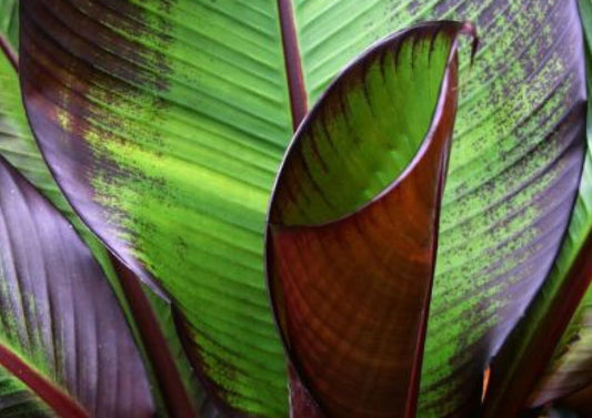 Live Plant - Ensete Maurelii - Red Abyssinian Banana