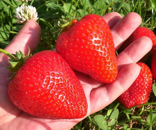 BigBloom Strawberry Plants - Grow Giant Strawberries - Bare Root Plants (30 Plants)