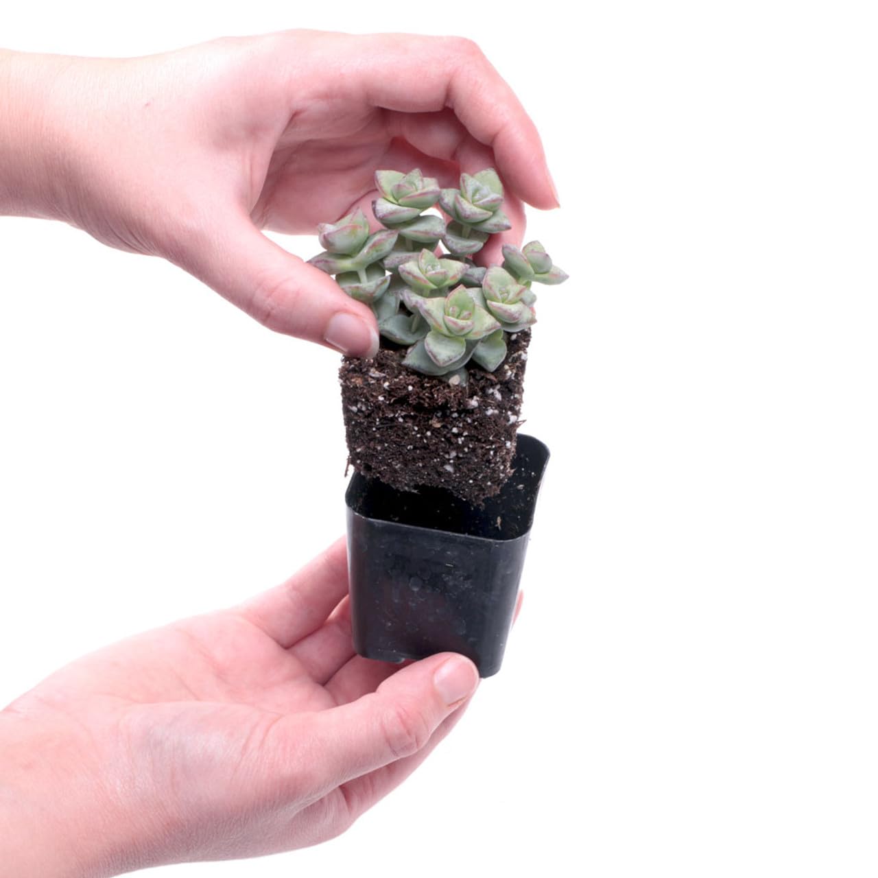 Mountain Crest Gardens Trailing & Strings Succulent Pack - 6 Live Plants in 2 Inch Pots - Real Succulents for Hanging Planters, Home Decor, and DIY Arrangements
