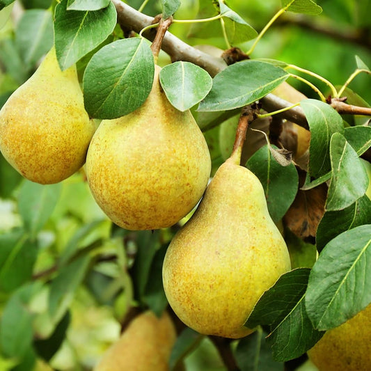 Generic Bartlett Pear Tree, Classic, Sweet, Juicy Fruit for Every Garden, 7 gal. Nursery Pot, 4-5 ft Tall (Due to Agricultural Laws, we Cannot Ship to CA, AZ, AK, or HI), White, Green