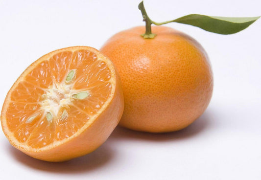 Live Plant - Dancy Tangerine Tree - Semi-Dwarf - 24-36" Tall - Live Citrus Plant - Grafted Premium Size - 24"-36" Tall